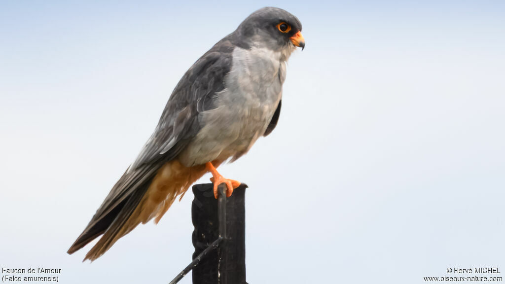 Faucon de l'Amour mâle adulte