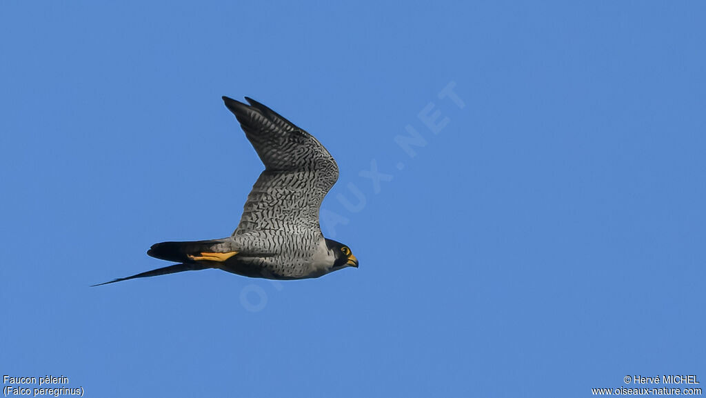 Peregrine Falcon
