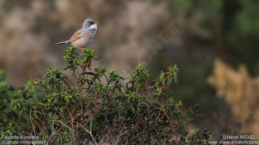 Spectacled Warbler male adult breeding
