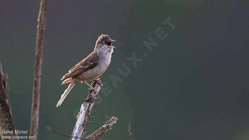 Barred Warbler male adult breeding, song