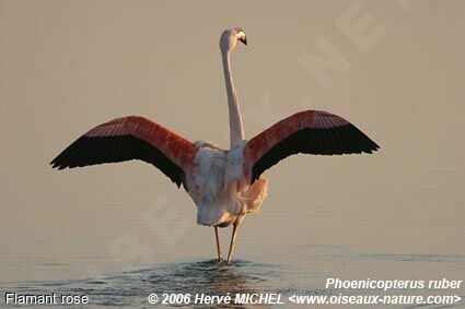 Flamant roseadulte nuptial
