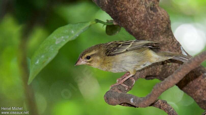 Red Fody female adult, identification