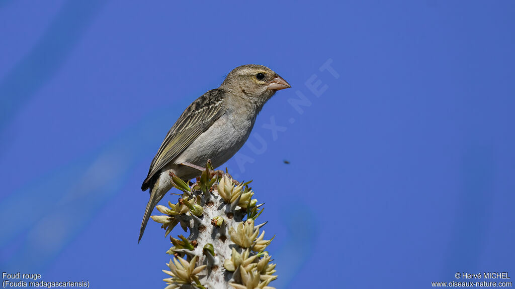 Red Fody female adult
