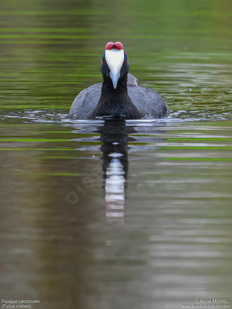 Foulque caronculée - Foulque à crête<br />adulte nuptial