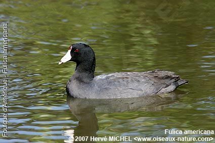 American Cootadult breeding