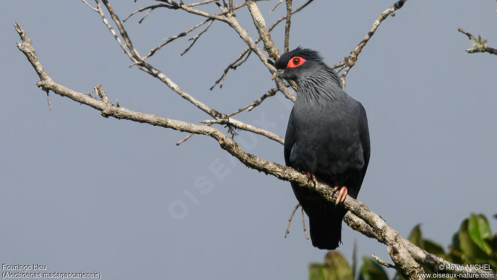 Madagascar Blue Pigeonadult