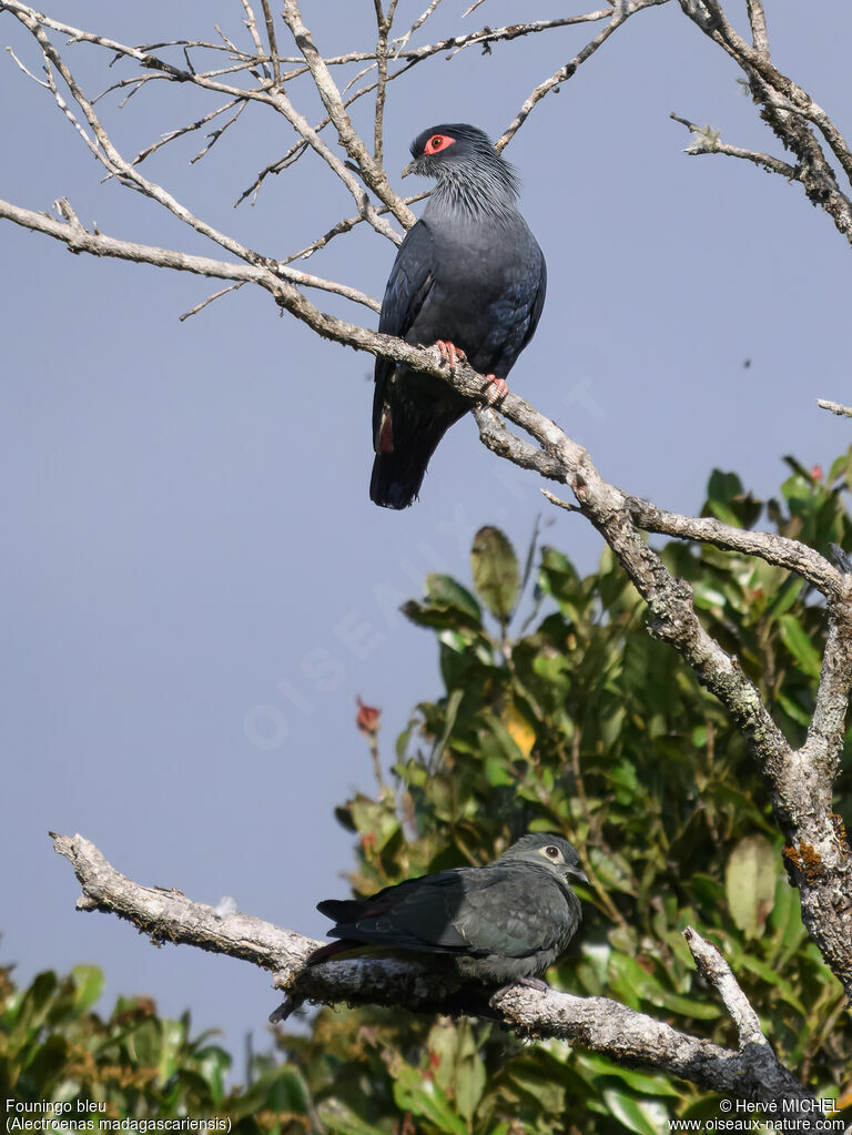 Madagascar Blue Pigeon
