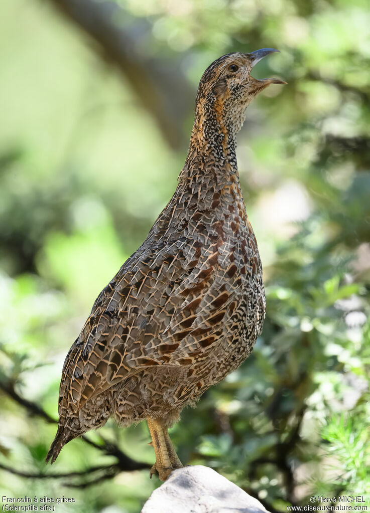 Francolin à ailes grises mâle adulte nuptial