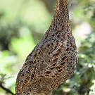 Francolin à ailes grises