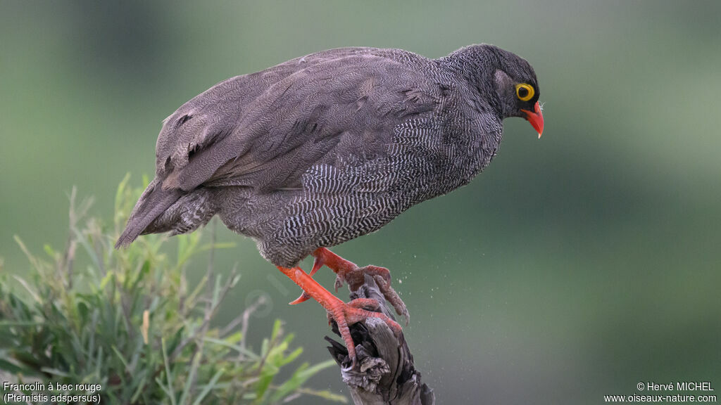 Francolin à bec rouge