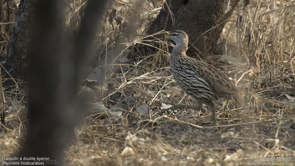 Francolin à double éperon