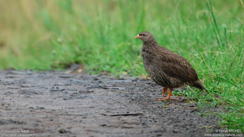 Francolin du Nataladulte