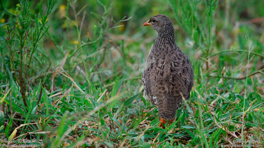 Francolin du Nataladulte