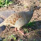 Francolin gris