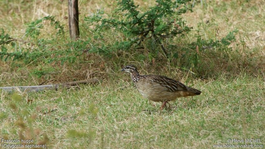 Francolin huppé