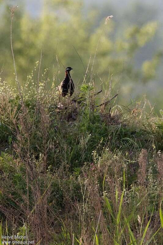Francolin noir mâle adulte nuptial, habitat, Comportement
