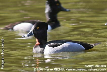Fuligule à bec cerclé mâle adulte nuptial