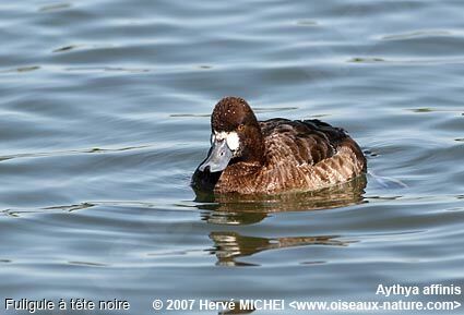 Lesser Scaup female adult breeding