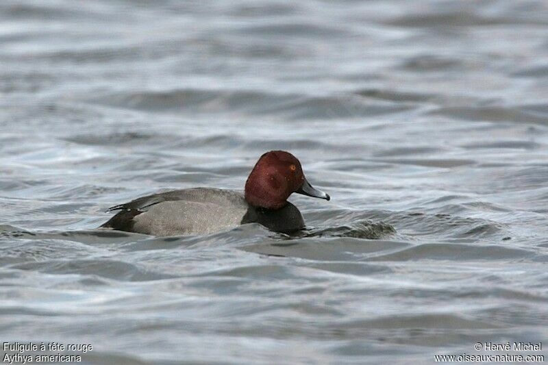 Redhead male adult breeding