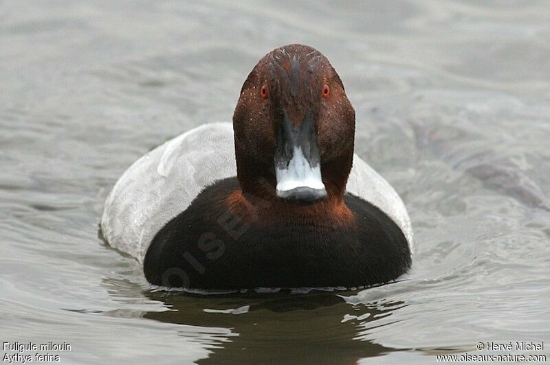 Common Pochard male adult