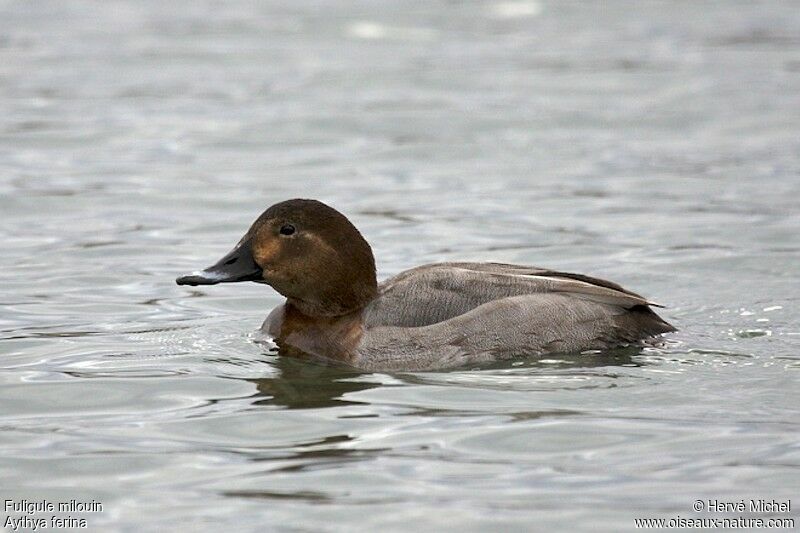 Common Pochard female adult post breeding