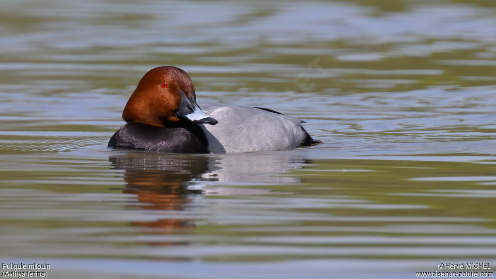Fuligule milouin mâle adulte nuptial