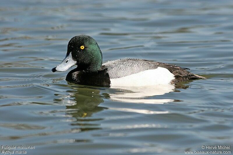 Greater Scaup male adult breeding