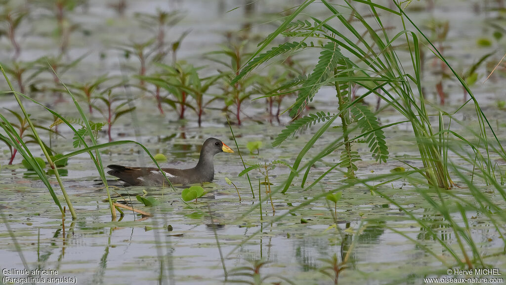 Lesser Moorhen