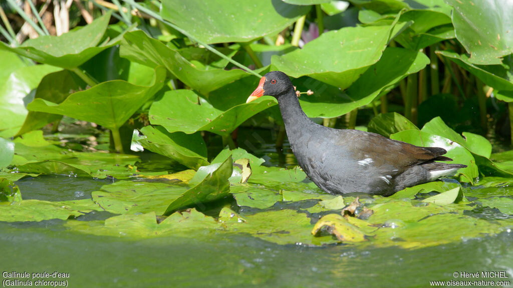 Gallinule poule-d'eau