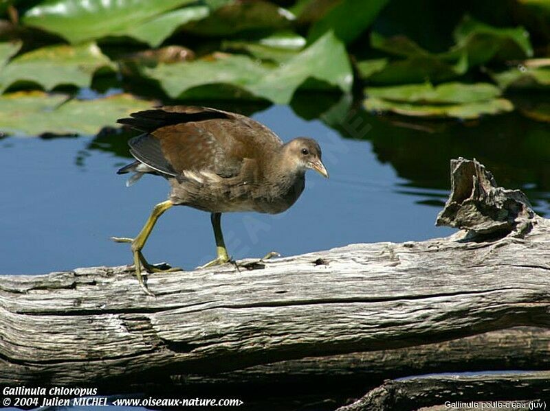 Gallinule poule-d'eau