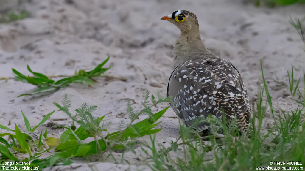 Double-banded Sandgrouse male adult