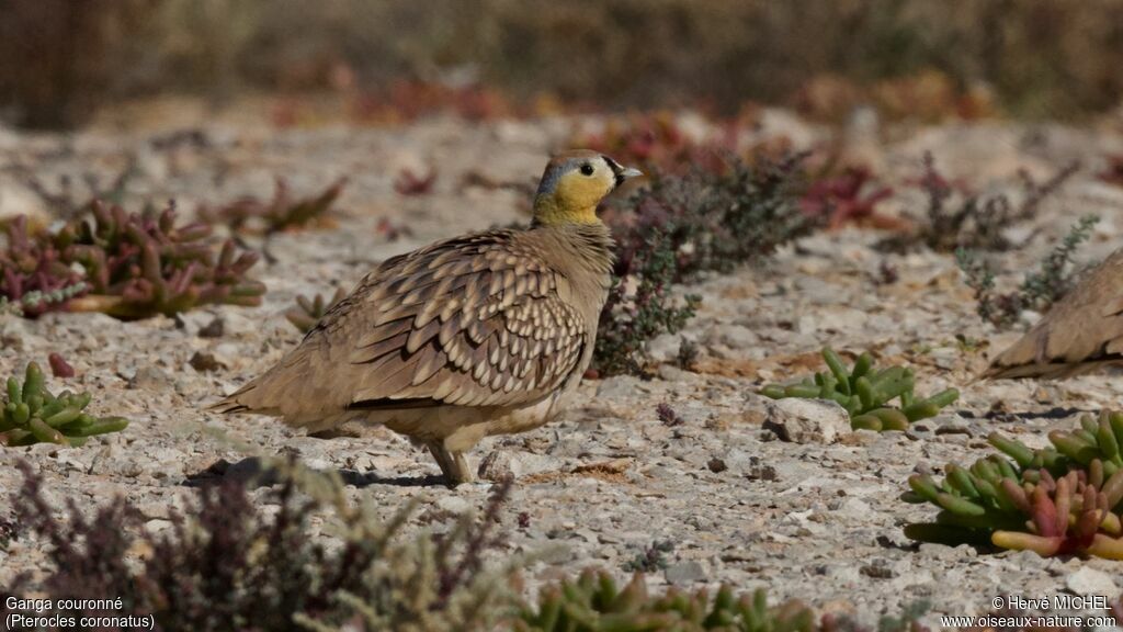 Crowned Sandgrouse male adult