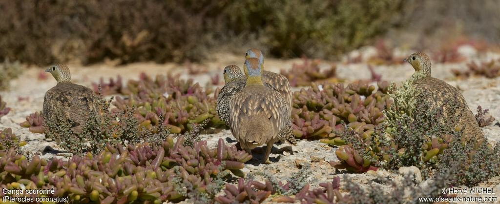 Crowned Sandgrouse