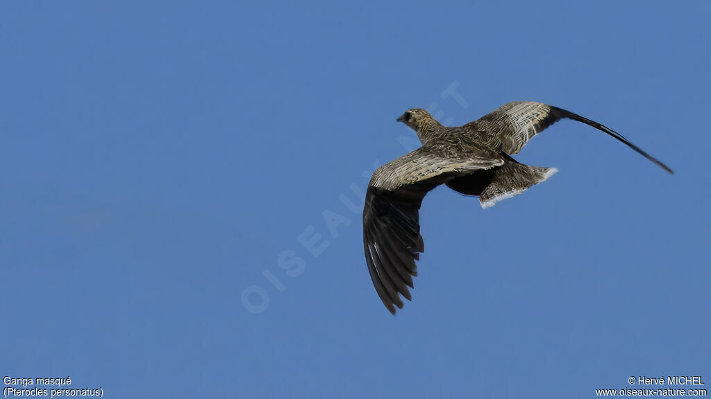 Madagascar Sandgrouse female adult