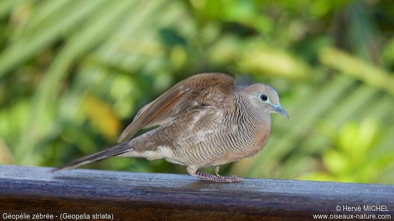 Zebra Dove