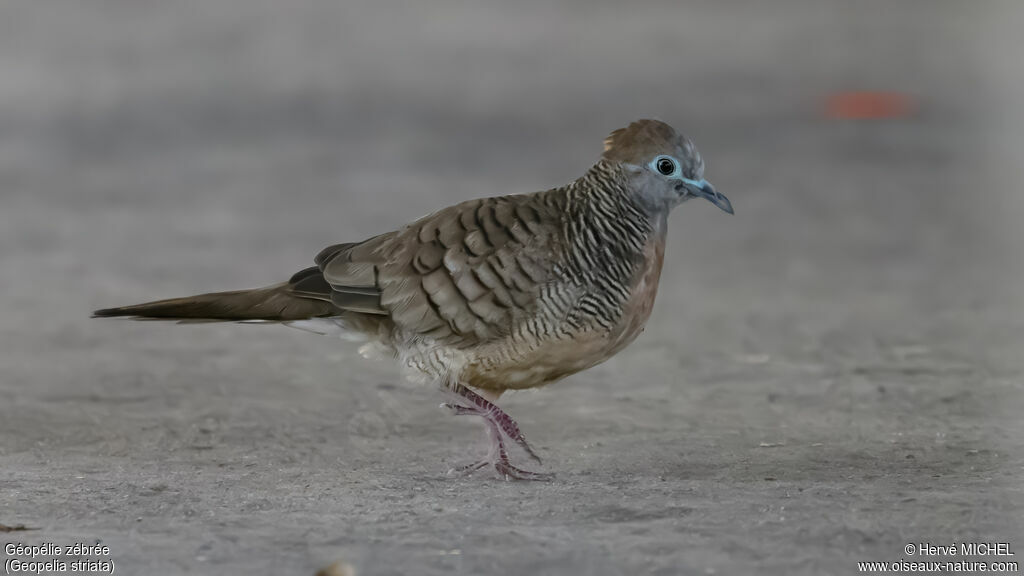 Zebra Dove