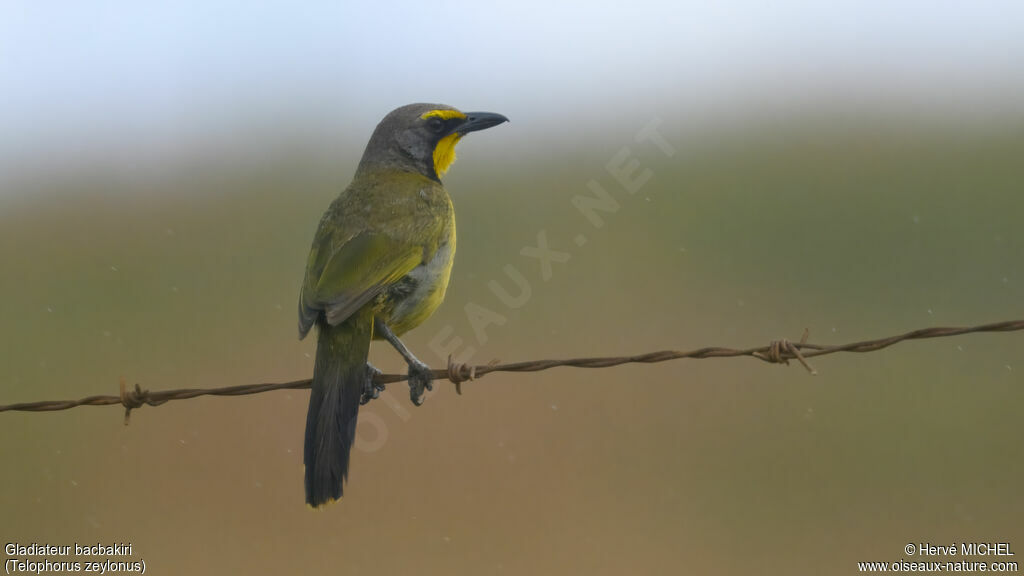 Gladiateur bacbakiri - Gonolek bacbakiri<br />