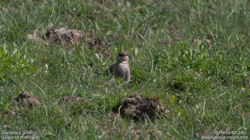 Collared Pratincoleadult breeding