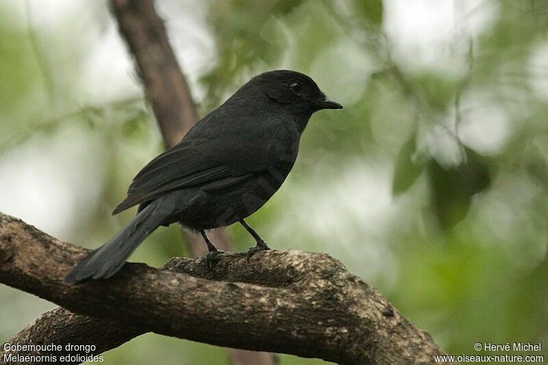 Gobemouche drongo