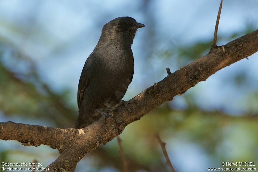 Gobemouche drongo