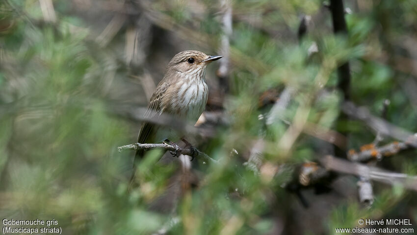 Spotted Flycatcheradult breeding