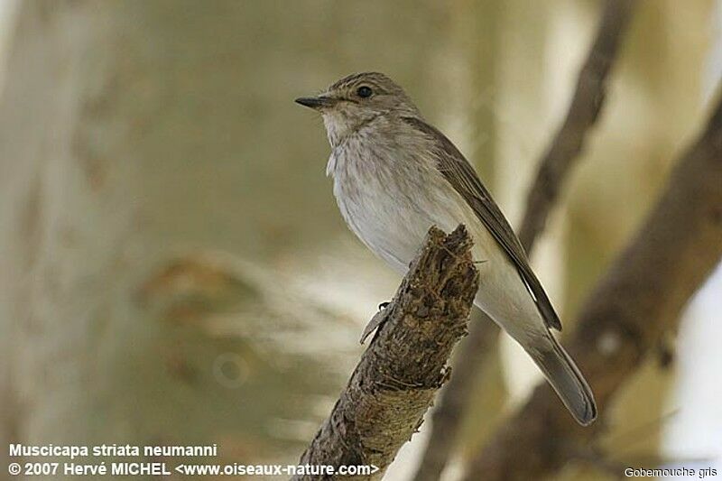 Spotted Flycatcher