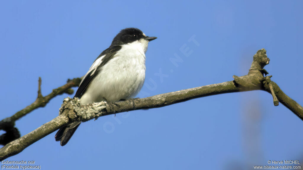 Gobemouche noir