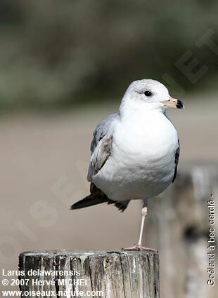Goéland à bec cercléimmature