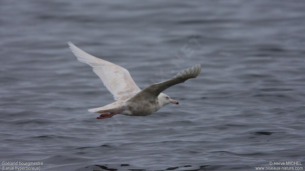 Glaucous Gullimmature