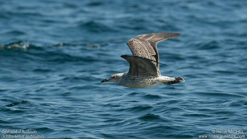 Audouin's Gulljuvenile