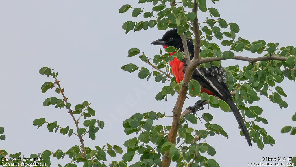 Gonolek rouge et noir