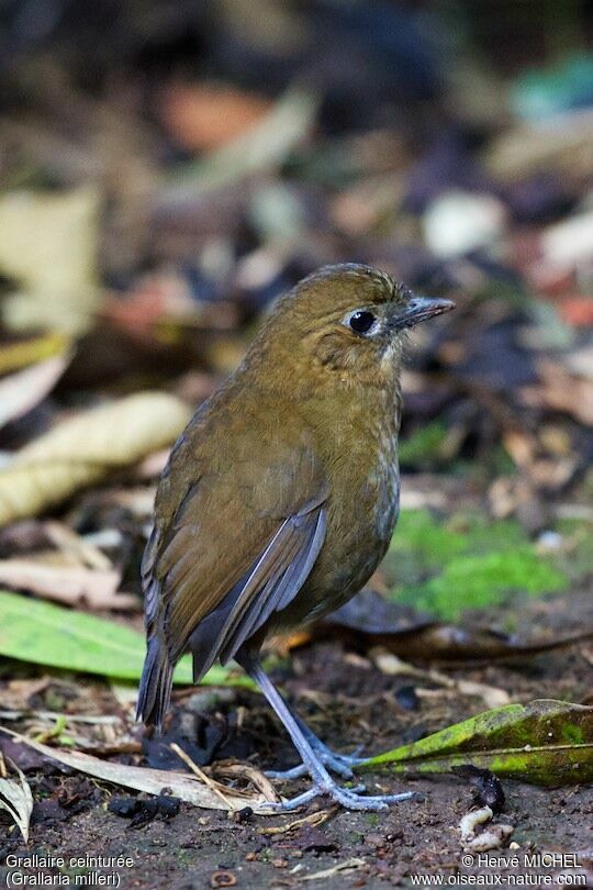 Grallaire ceinturéeadulte, identification
