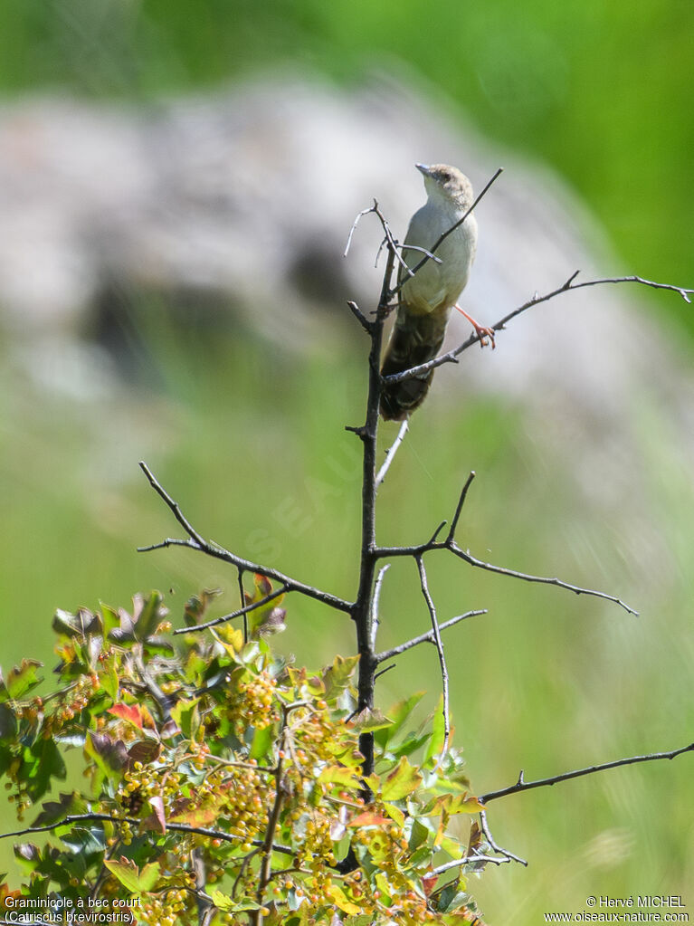 Fan-tailed Grassbird - Mégalure à bec court<br /> male adult breeding