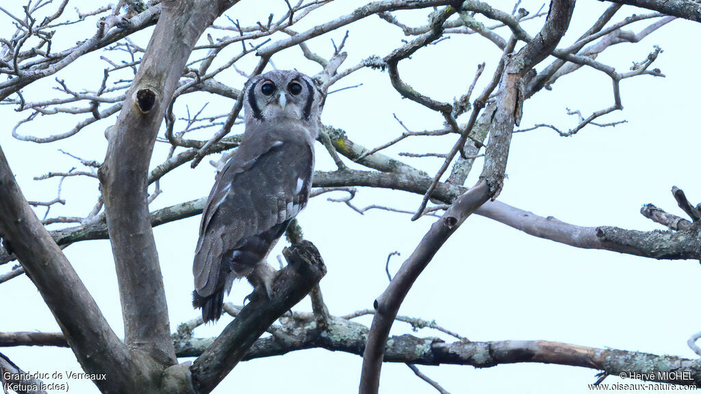 Verreaux's Eagle-Owl